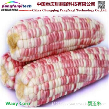 Natural Tasty Healthy Self-produced Sweet Waxy Maize